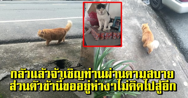 ไม่กล้าคิดมองเมื่อท่านเจ้ายุทธภพเดินผ่าน ขนาดแมวที่บ้านยังต้องไปแอบที่ปลากระป๋อง