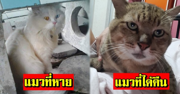ใช้แมวจรให้ช่วยตามหาแมวหายออกจากบ้านนาน2ปี แต่ดันได้แมวลายสลิดมาซะงั้น