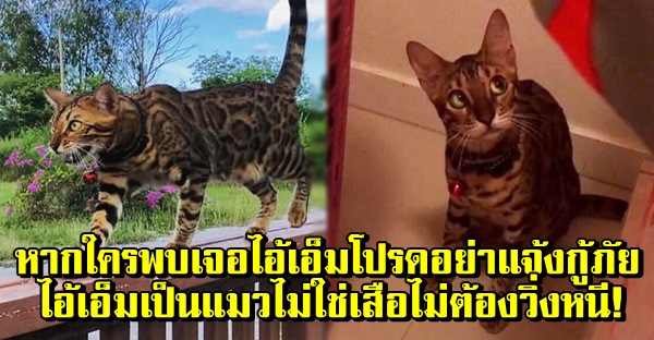 สาวโพสต์วอนสังคมหากพบเจอไอ้เอ็มโปรดอย่าแจ้งกู้ภัย น้องไม่ใช่เสือทำตัวนิ่งๆเดี๋ยวนางกลิ้งหายไปเอง