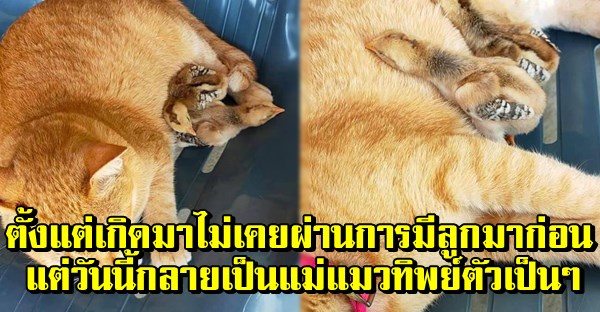 แม่แมวทิพย์ตัวเป็นๆ ตั้งแต่เกิดมา7ปีไม่เคยผ่านการมีลูก แต่วันนี้กลายเป็นแม่แมวเพราะความจำเป็น