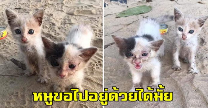 สาวเจอลูกแมวสองตัวริมหาด จ้องตาแป๋วแหวว ตามหาแม่แมวไม่เจอ เธออุ้มกลับบ้านทันที