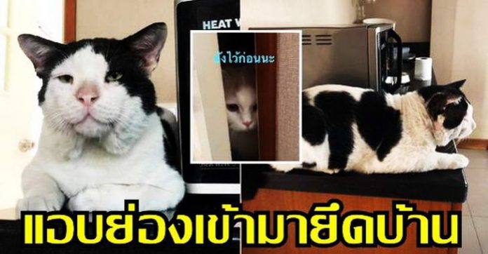 แมวจรแอบย่องเข้าบ้านร้องหง่าวๆ ทาสถึงกับต้องซ่อนแมวตัวเองไว้ในห้องเก็บของ
