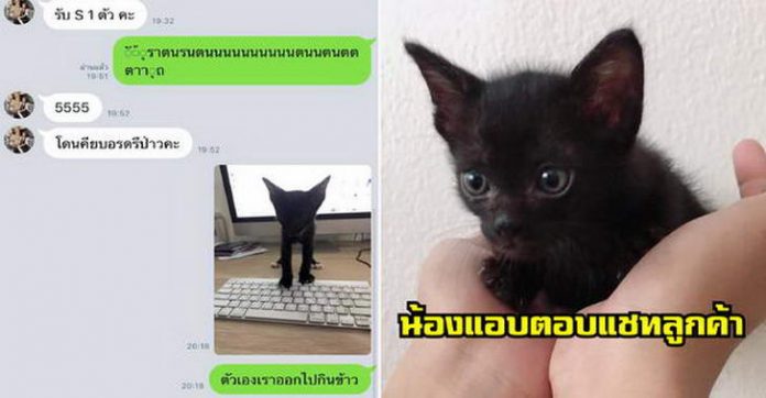 ลูกค้าสุดงงเจอแม่ค้าชอบแชทไม่เป็นภาษา ปรากฎผู้ช่วยแมวเหมียวแอบตอบกลับแทน