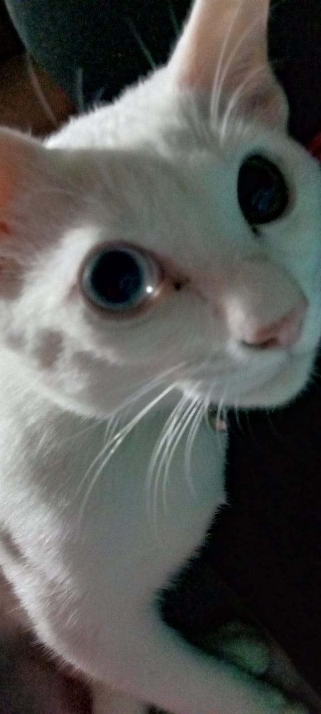 ตอนเล็กๆมีแสงในตากระทบ พอโตมาผงกถ่ายรูปทำไมตาลูกถึงเปลี่ยนสี - ทาสแมว